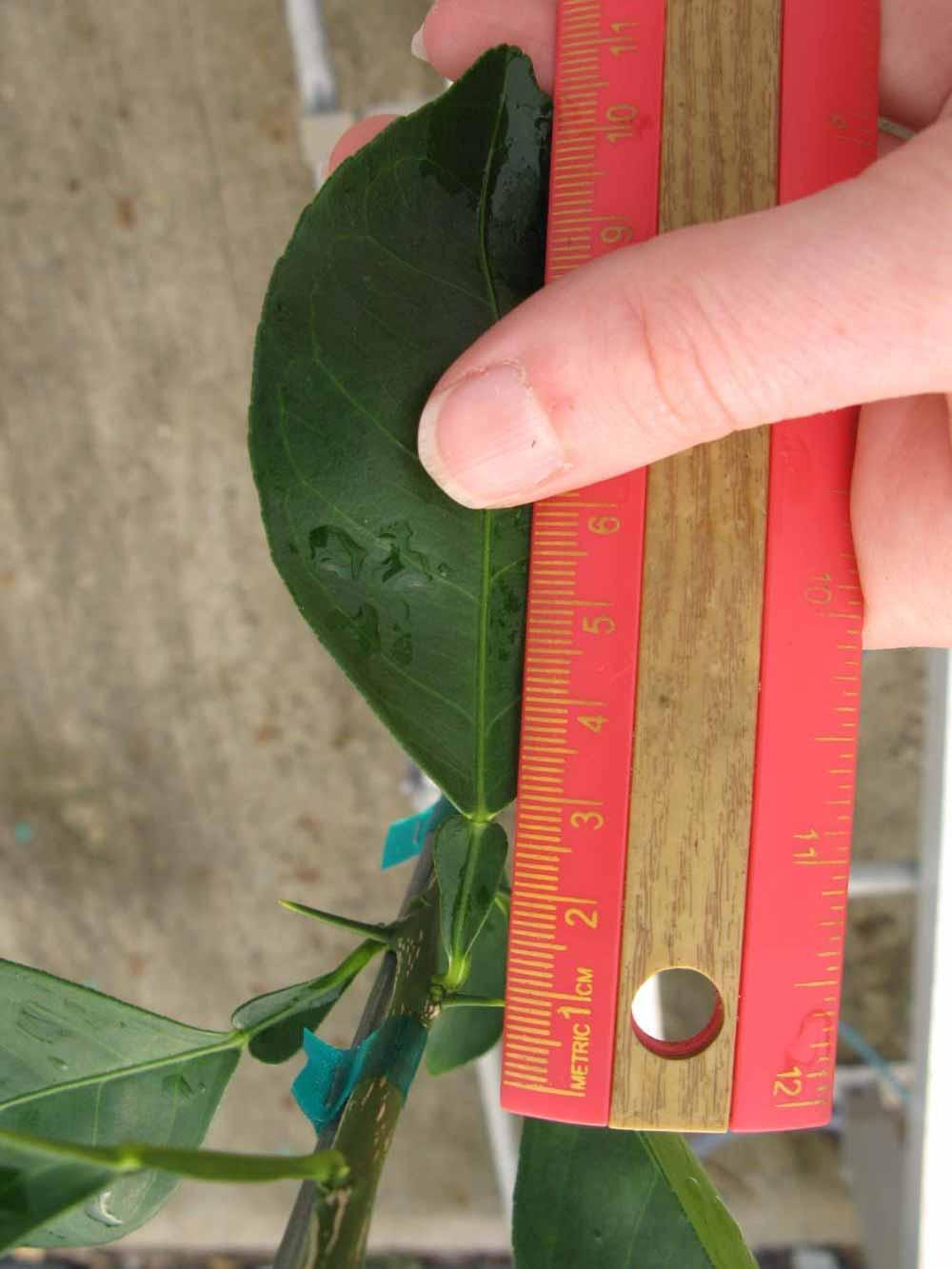              Unifoliolate leaf (Phillip Rucks Citrus Nursery, Frostproof,   FL)       